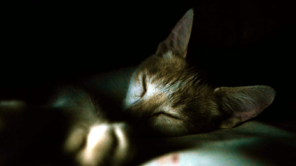Besser einschlafen: Auf dem Bild eine schlafende Katze