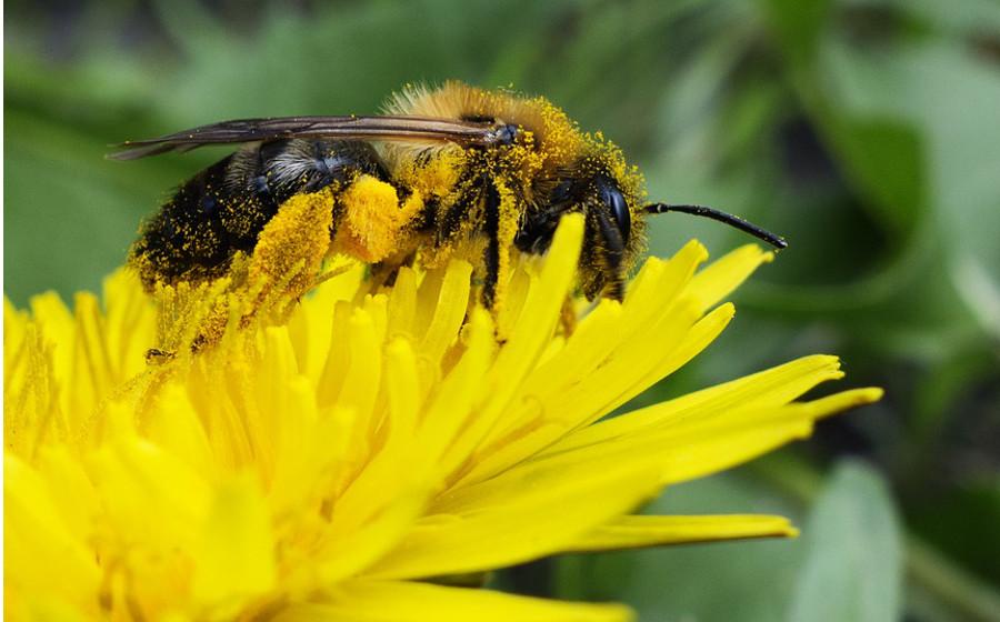 Nahrungsergänzung: Die Wirkung von Bienenpollen